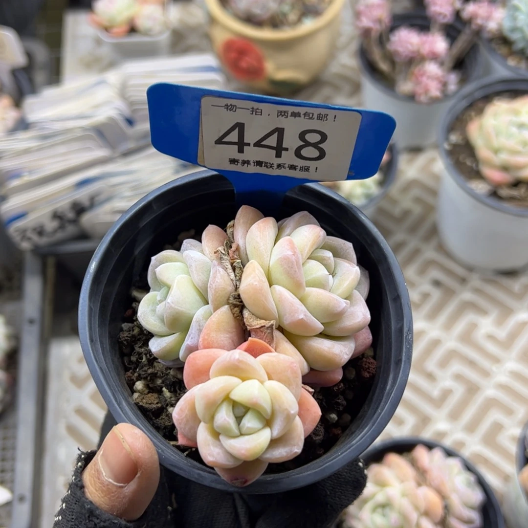 红陶Y****n448号多肉植物