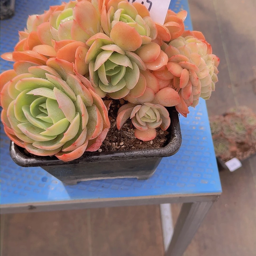 啵*球1517桃花坞缀多肉