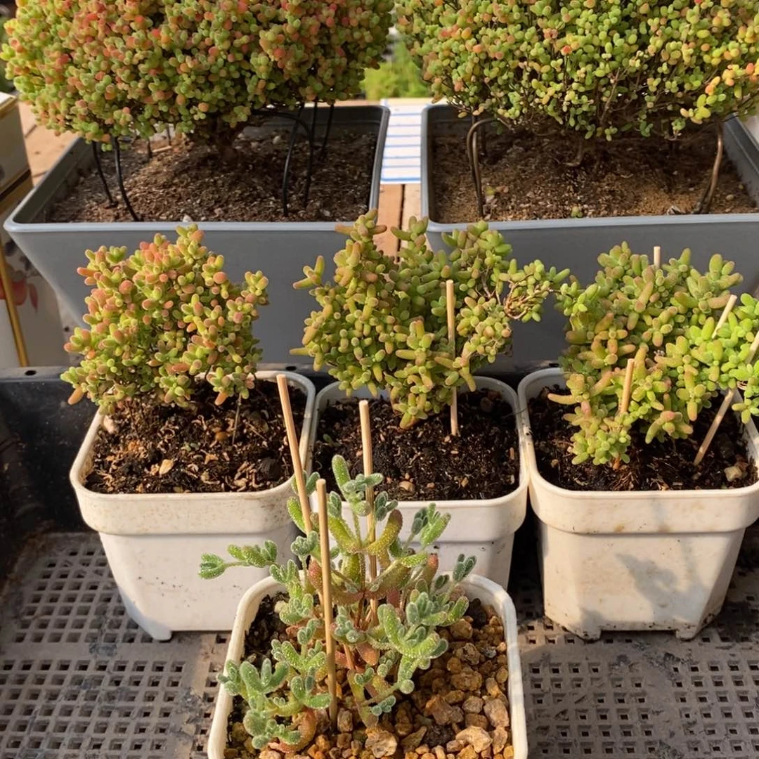 枝干番杏多肉植物279