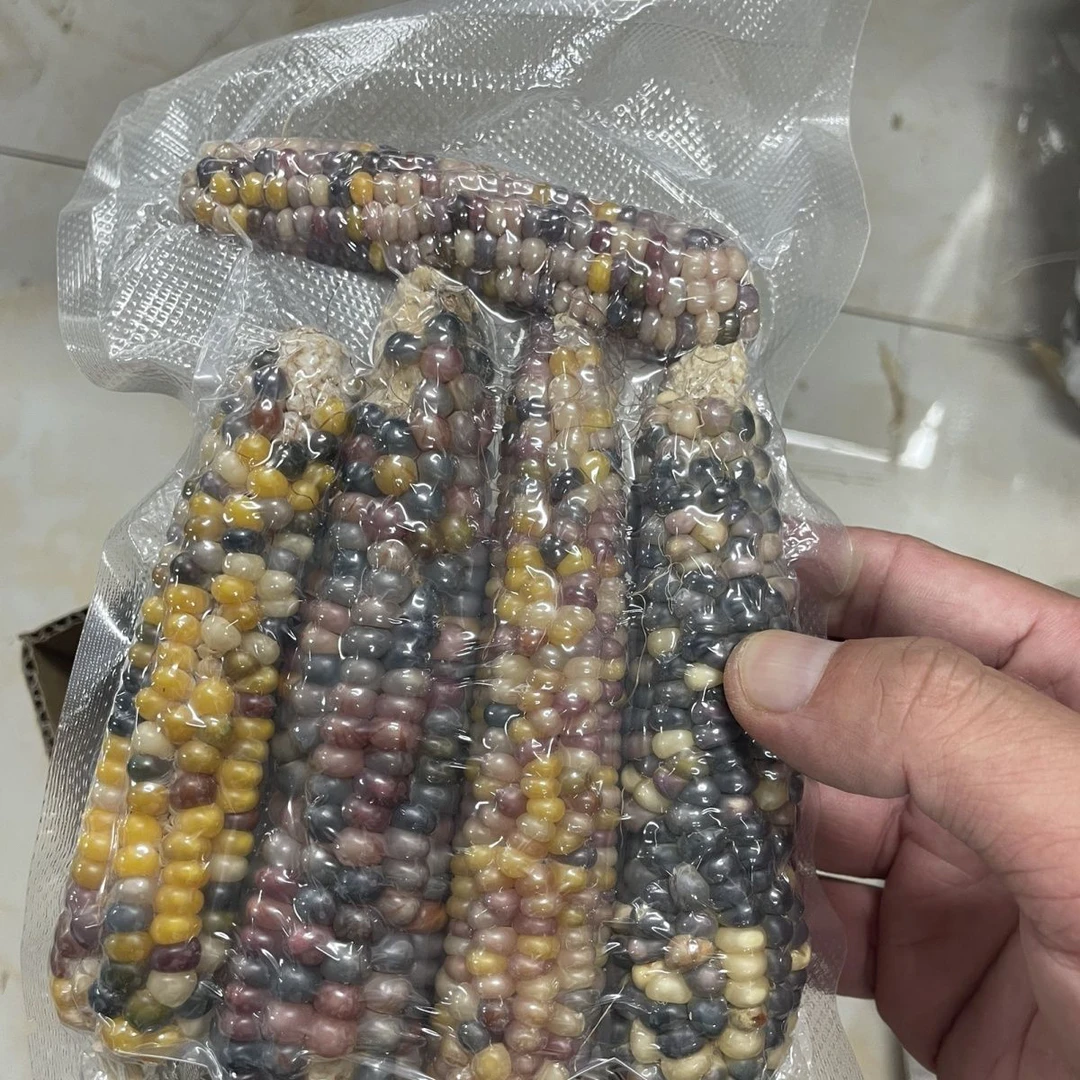 金丝熊仓鼠小宠磨牙玉米