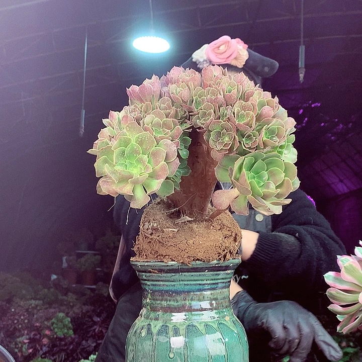 柒柒精品多肉脱土发货不包断侧枝S18