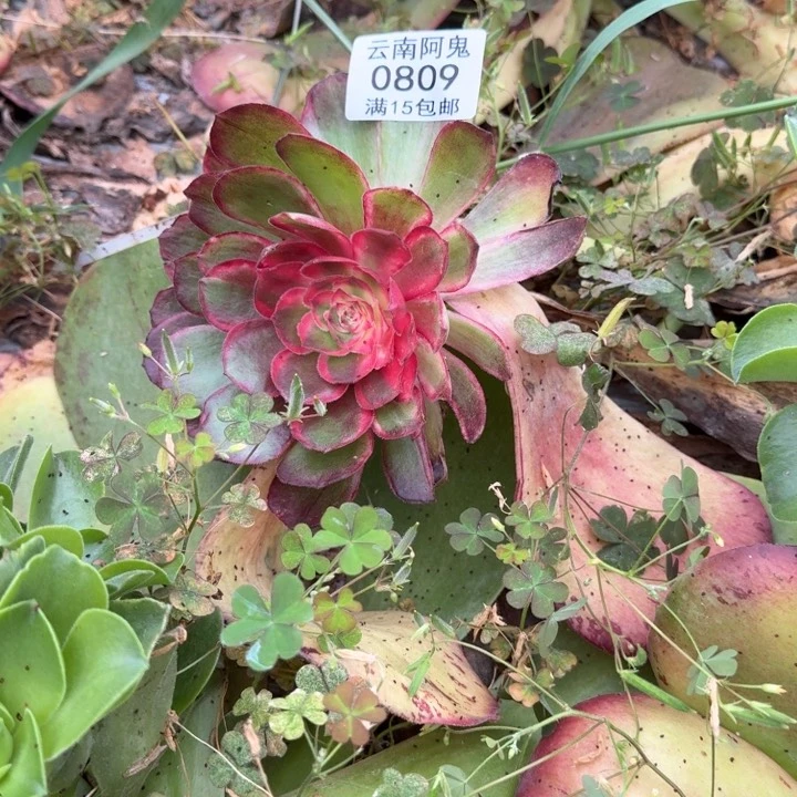 0809号桃花坞主头