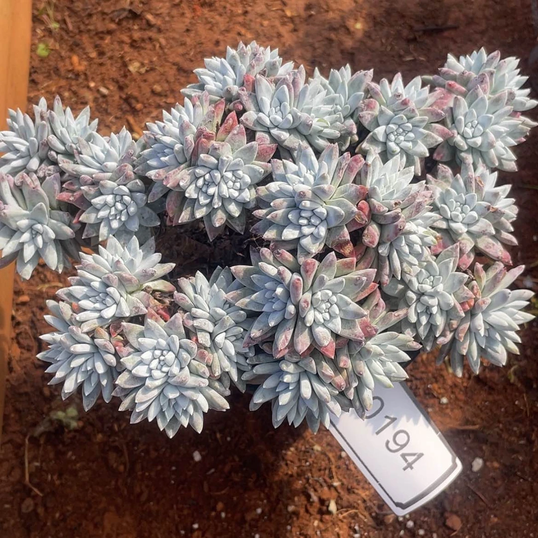 【闪购商品】绿*泡60194