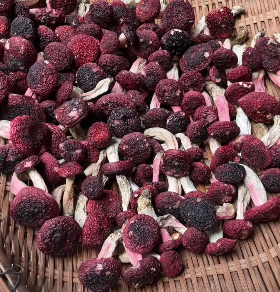 云南野生高山红菇正菇精品中标（图片均为实拍）