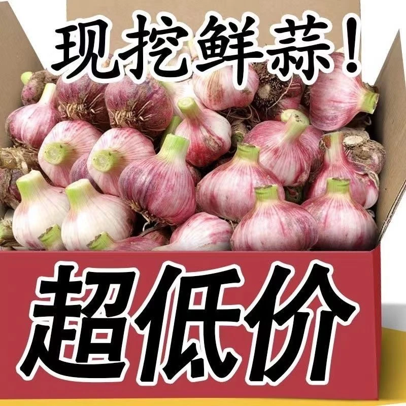 【亏本甩卖】鲜蒜湿蒜正宗紫皮红皮糖醋蒜特大新蒜鲜蒜头批发价