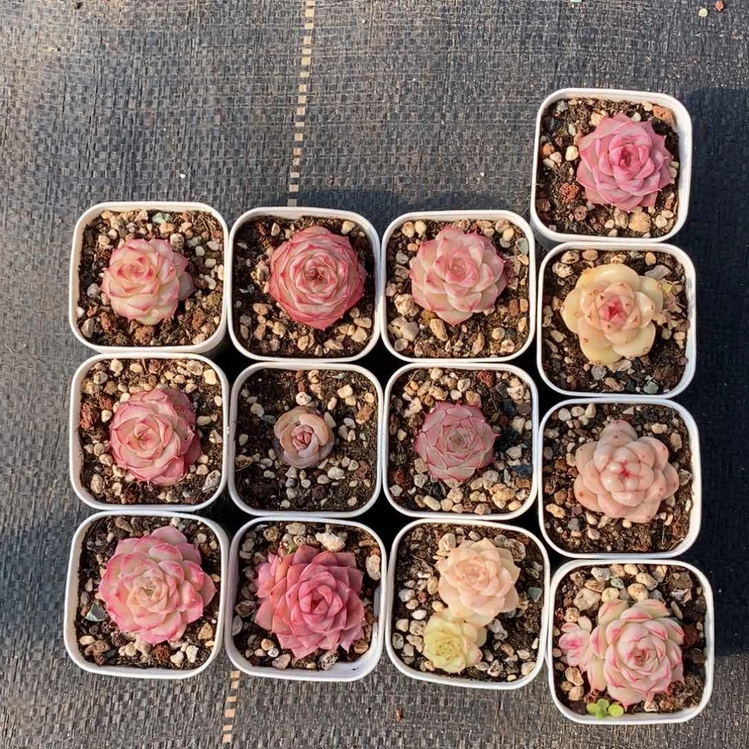 咪***堡HM106多肉多肉多肉多肉多肉多肉多肉多肉