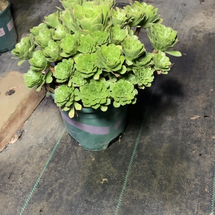 30阳光多肉植物多肉