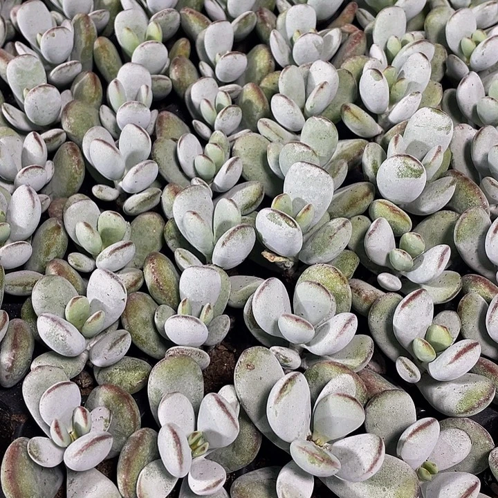 小乒乓1元带土发货