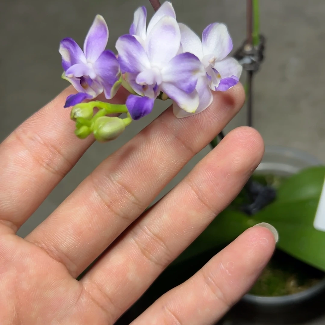 完全开放l019三寸蓝波