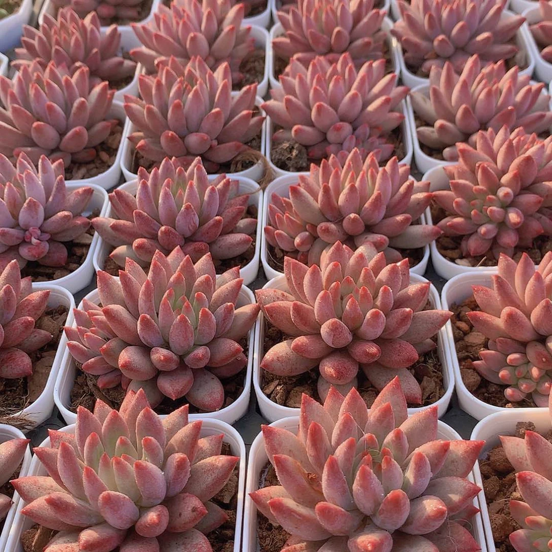 红体虞美人234567788999