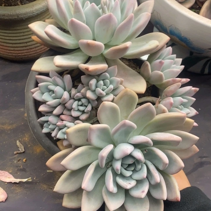 夏悦多肉0118-92奥普