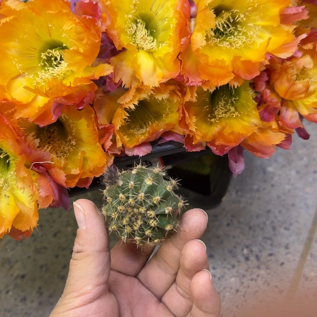 218彩草绣球歪无根侧牙3公分左右，20包邮