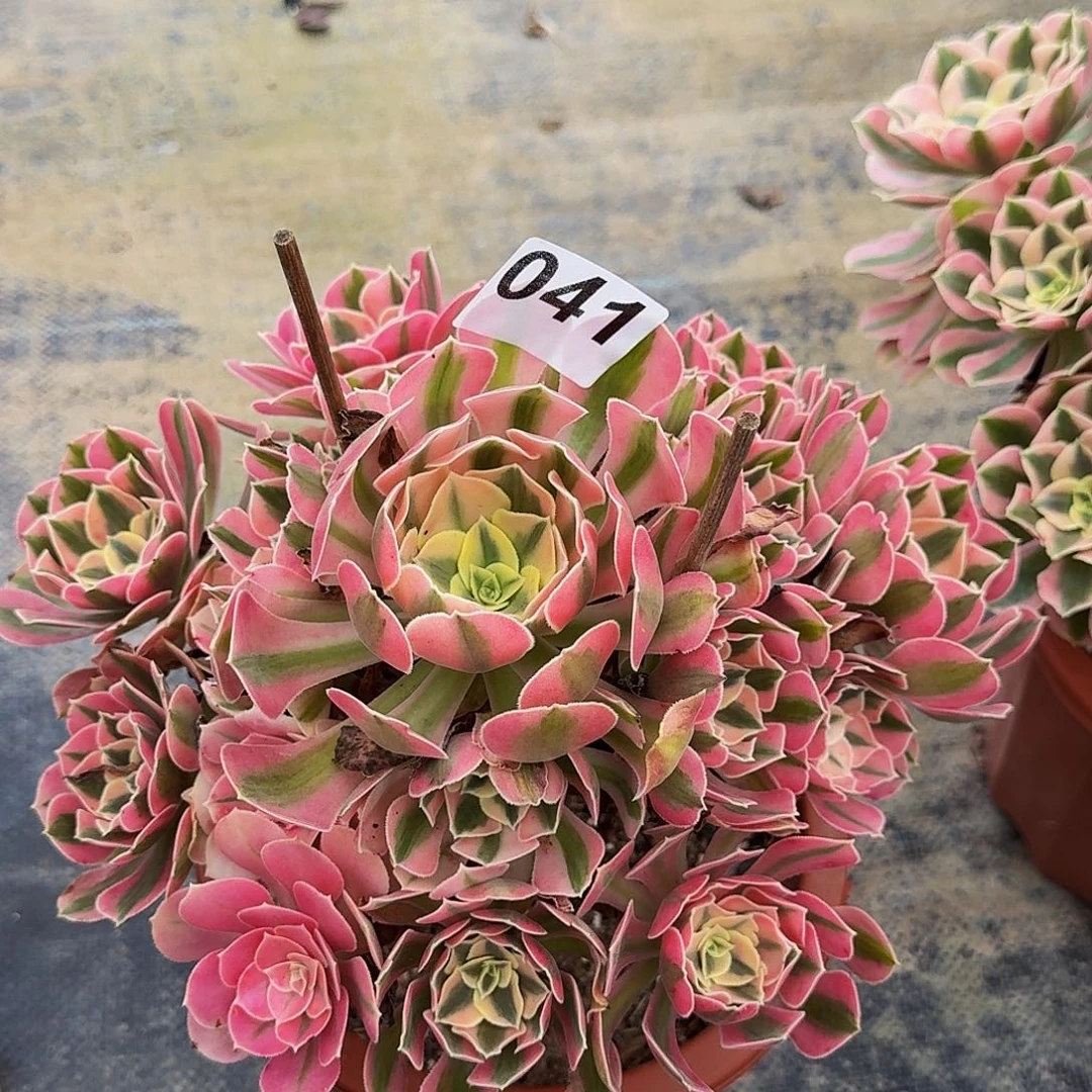 程***程041粉女巫法师锦福利价