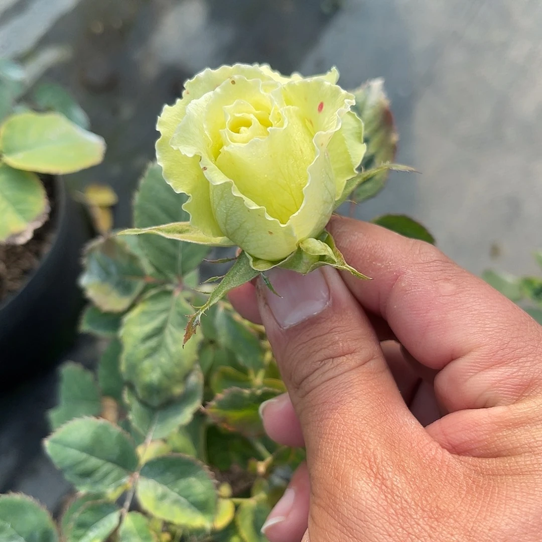 无花朵——海浪 福利款