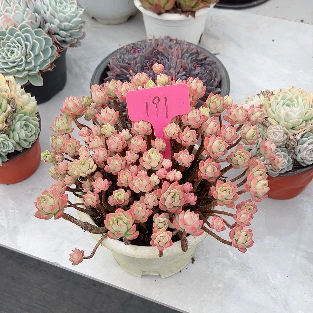 R***N191马库斯多肉植物