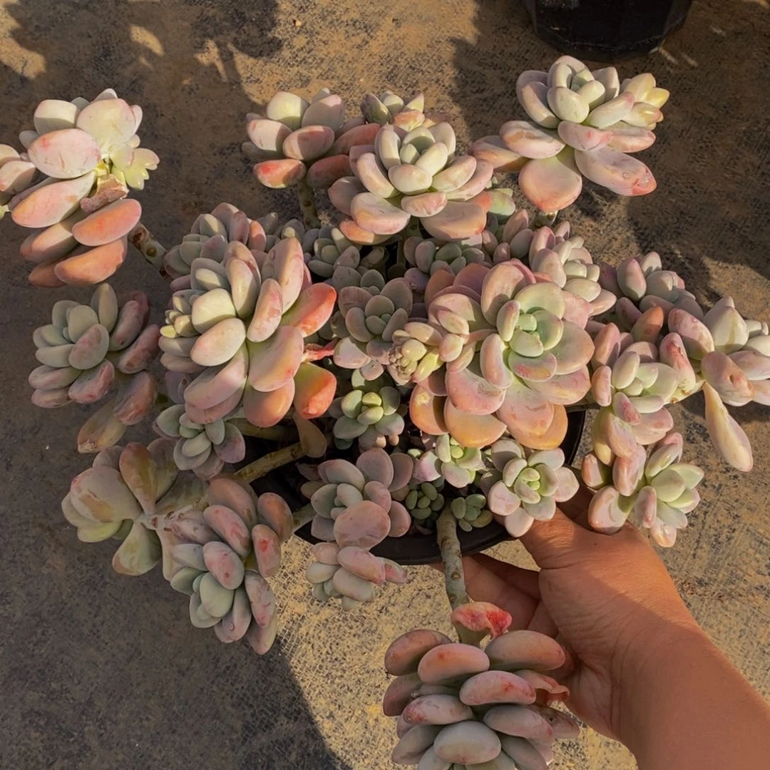 红洛神超级大盆多肉