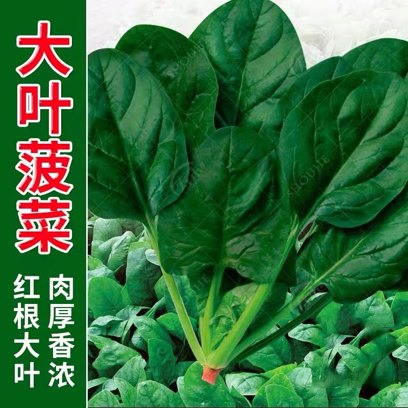 【下单就发3包】大叶菠菜种子四季耐热耐寒蔬菜秋冬籽阳台盆栽波菜