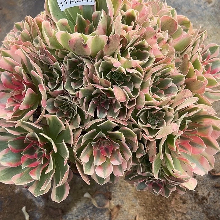 11.22/5妖月多肉植物4