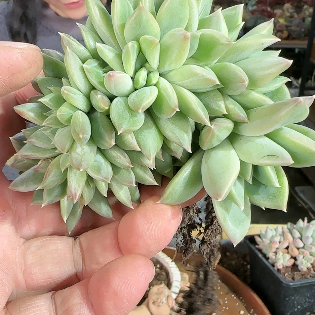 ?****?Linda，暗纹缀260       肉