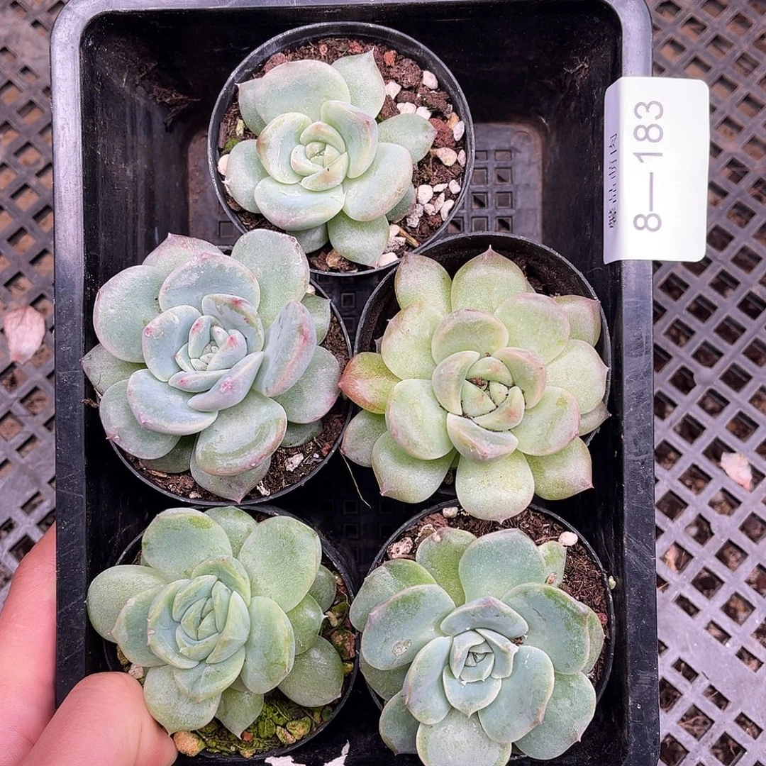 多肉一物一拍8-183