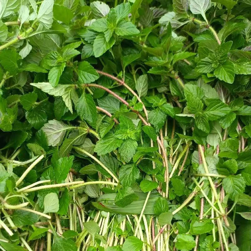 贵州特产蚂蚁菜毛毛菜黎平从江榕江烧鱼香料鱼香菜现挖新鲜发货