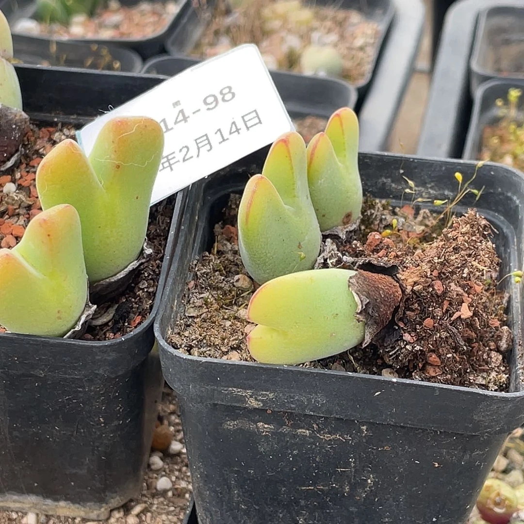 拾***姐14-98肉锥多肉植物