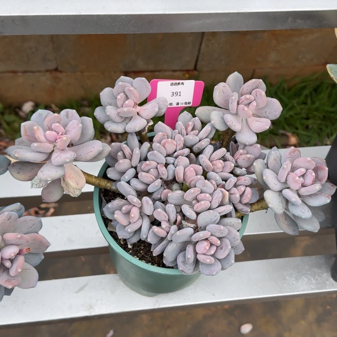 391桃美人肉肉肉肉肉肉肉