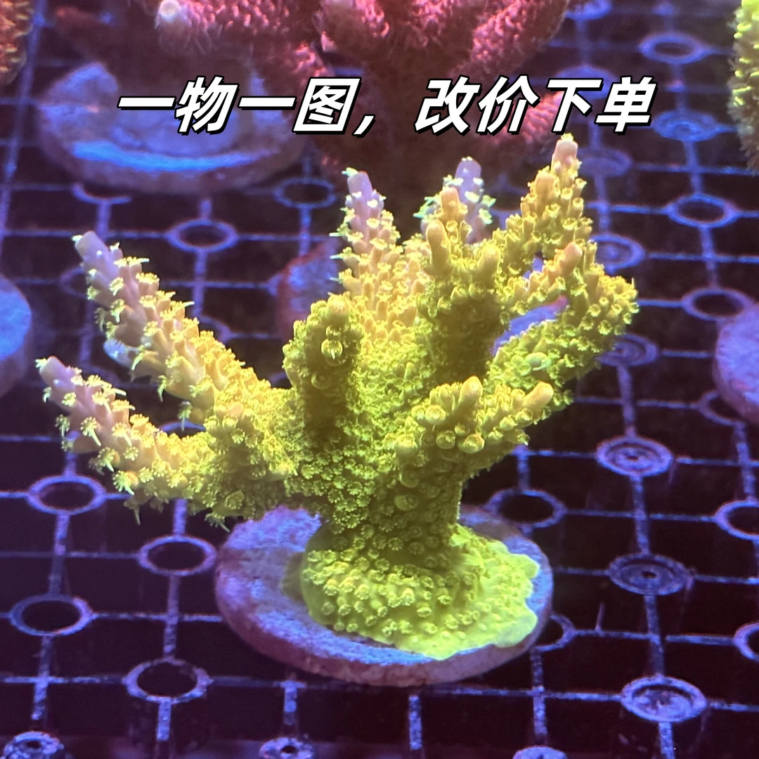 彩虹织布机SPS硬骨珊瑚A属一物一图【下单前咨询客服】