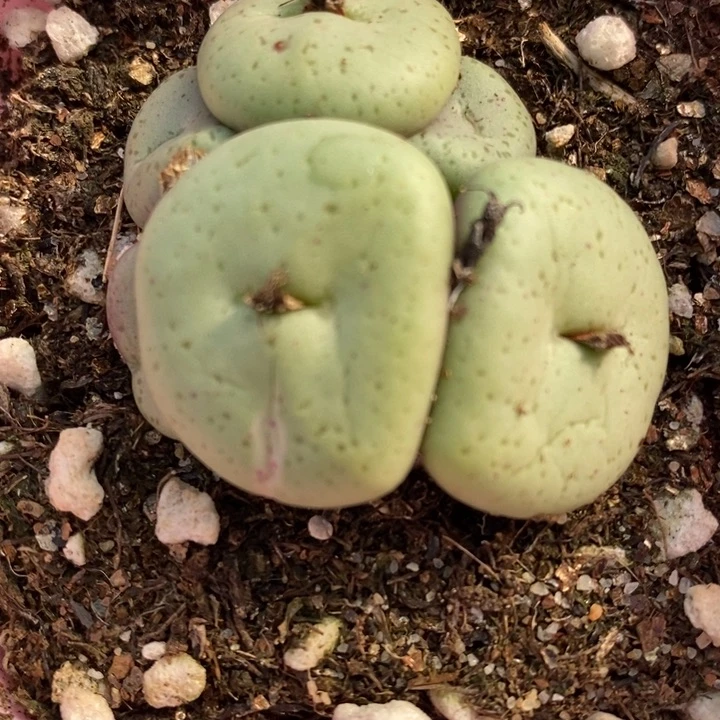 1366一颗一颗一颗