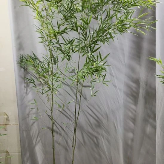 完全开放筇竹算盘竹盆栽绿植竹子