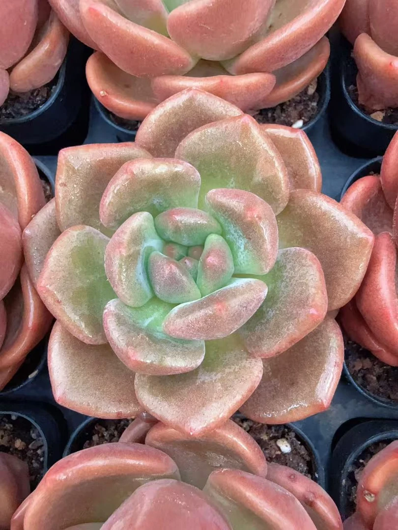 70#白兰地单头（5-8cm）脱土