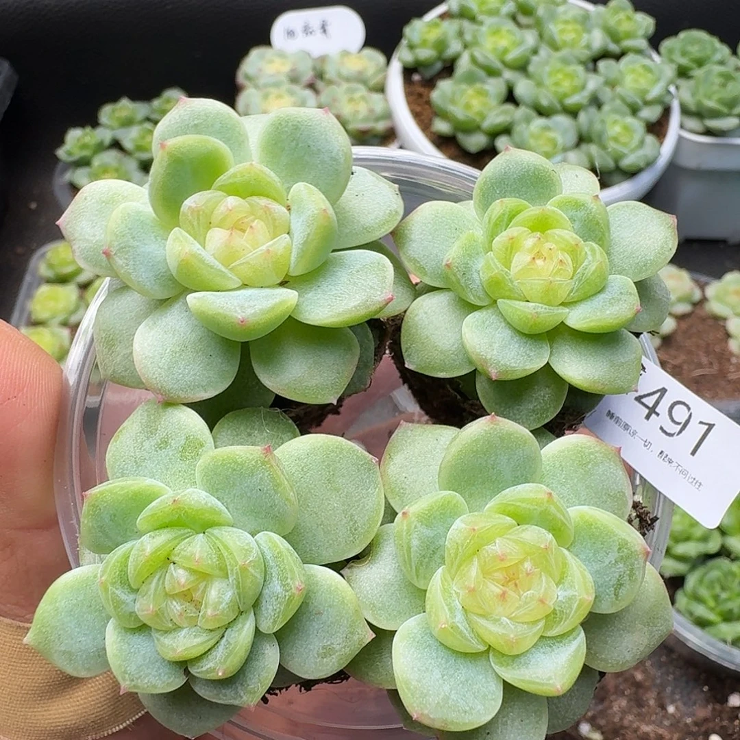 一物一拍一组905-491