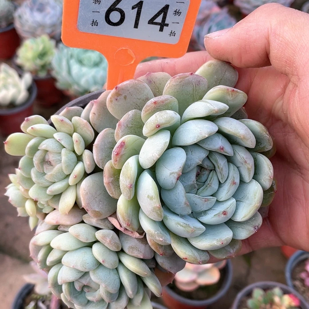 【闪购商品】秋614号不包整