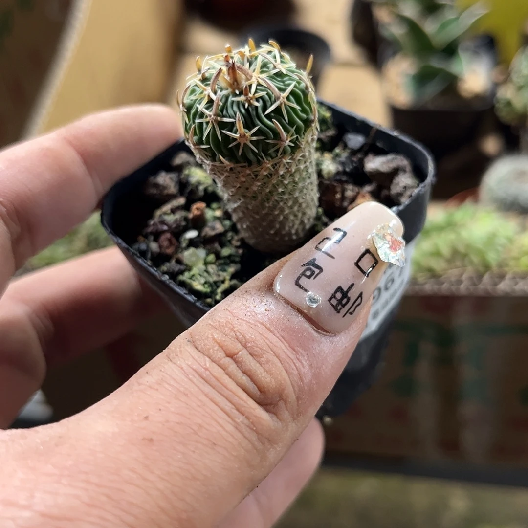 明***箱9967一物一拍单头