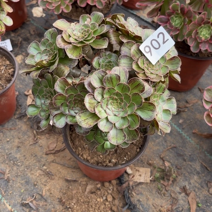 拉丝金多肉植物不包损902