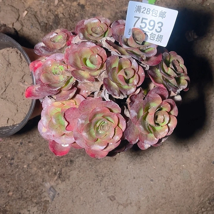 7593魅金玫瑰多肉植物