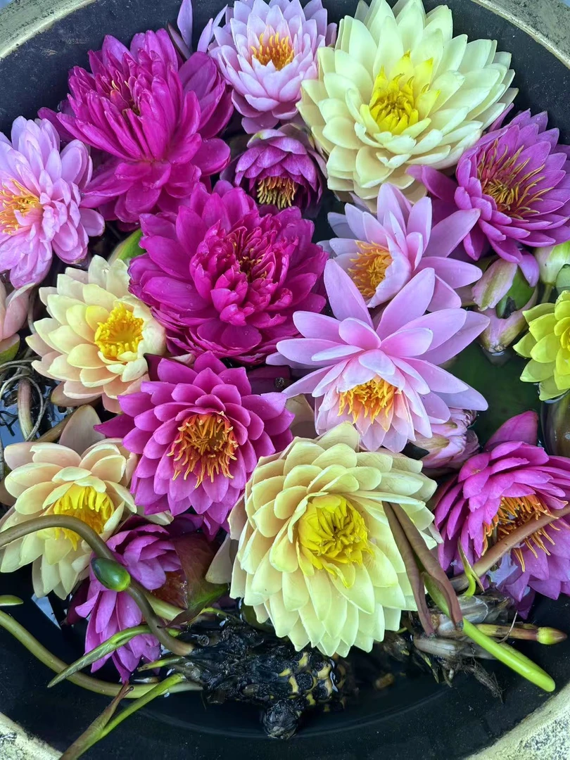 重瓣耐寒睡莲大根块水培植物四季可养适合庭院池塘盆栽