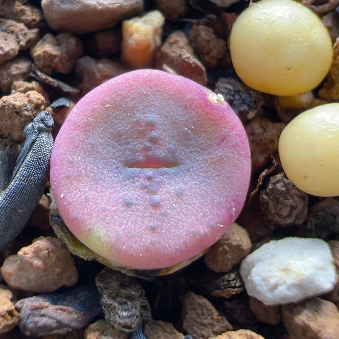 39多肉植物百科知识