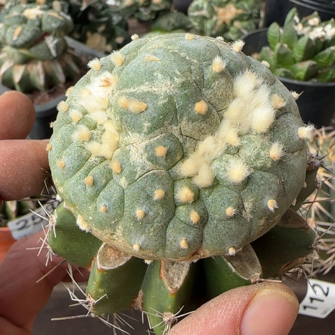 【闪购商品】不*面包坠259