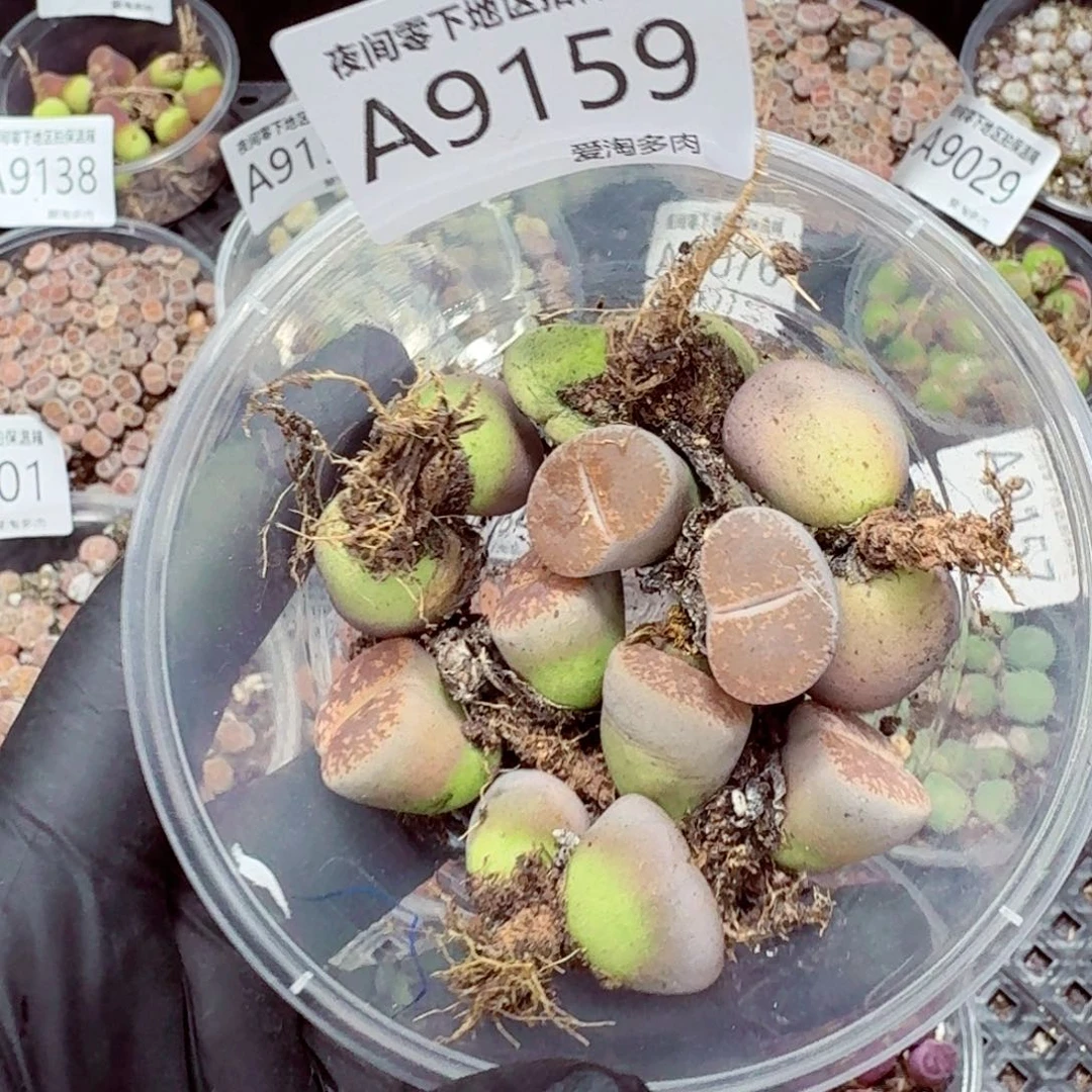 9159––零下地区需拍保温箱