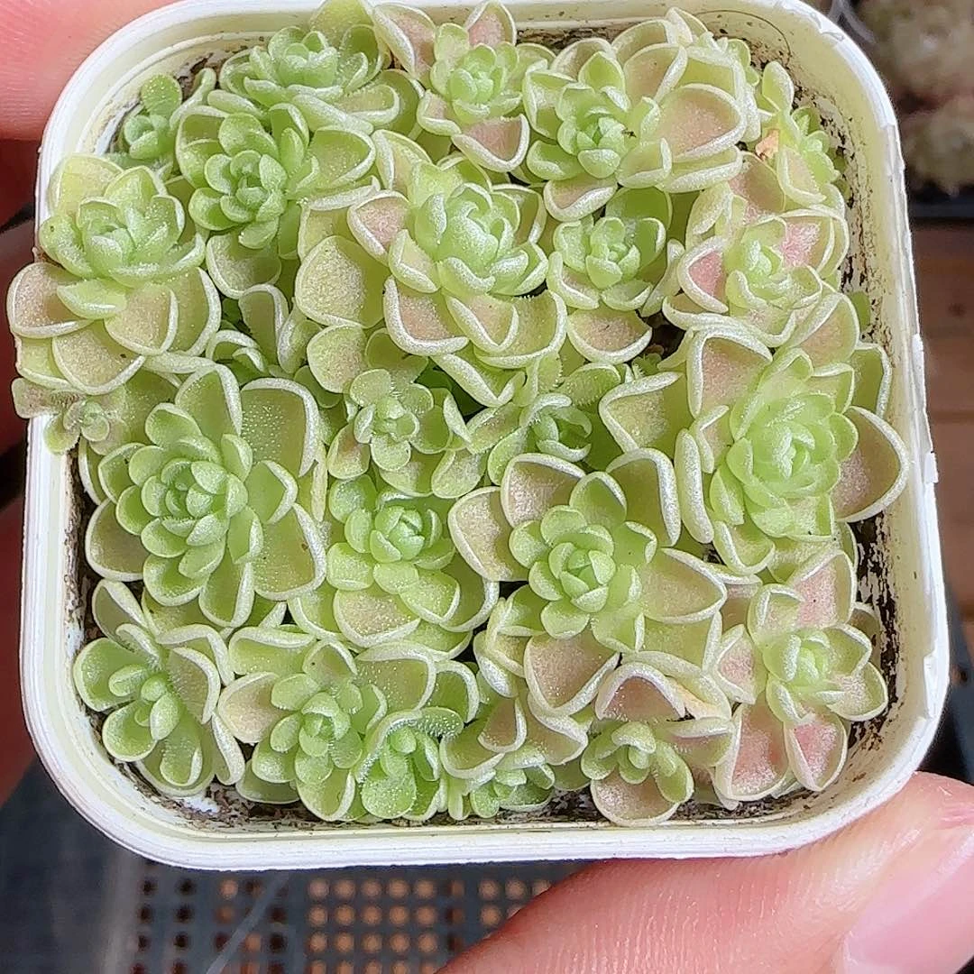 1111-----878捕虫堇