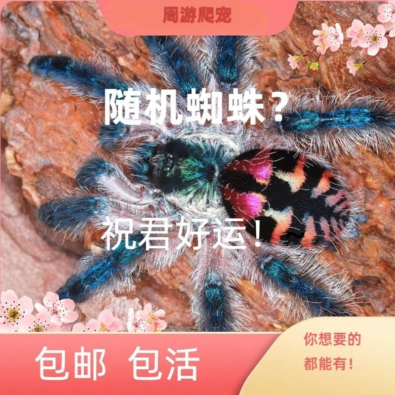 618宠物蜘蛛福袋温顺可爱蜘蛛宠物