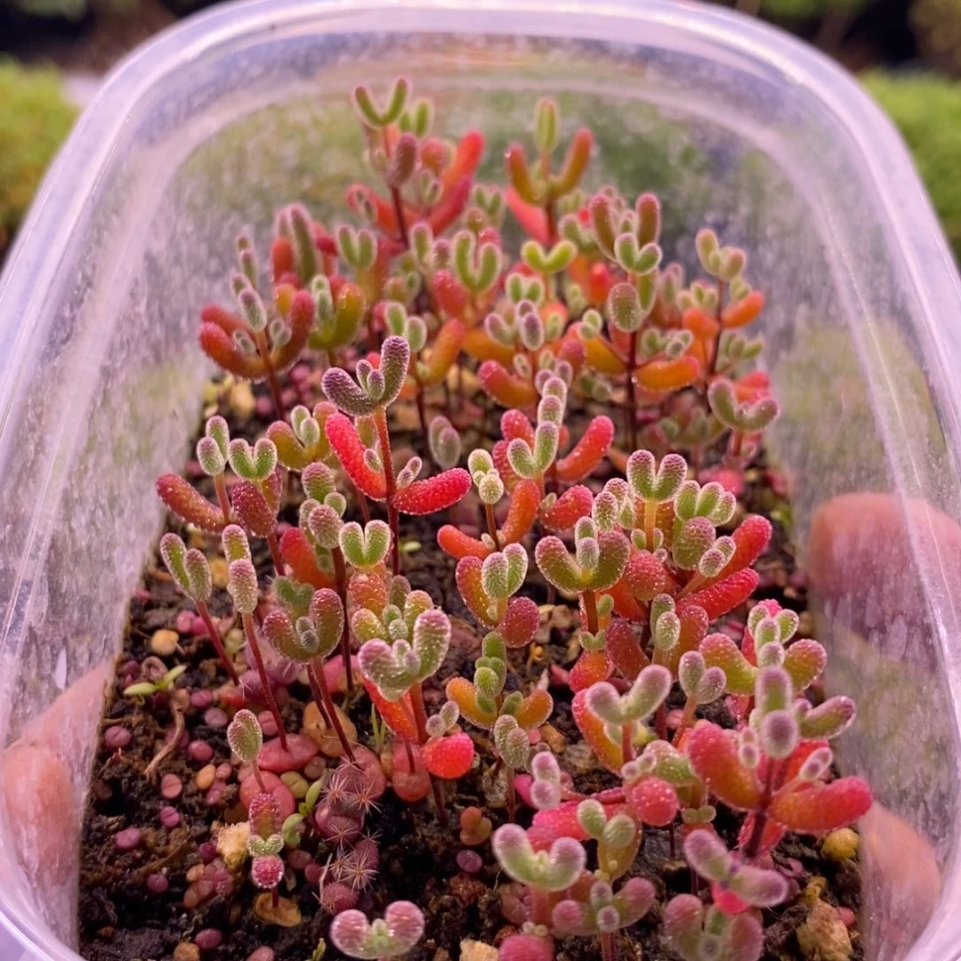 411混合切糕。  10个品种。