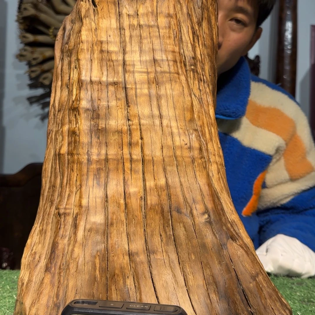 金丝楠树*林小叶桢楠随型