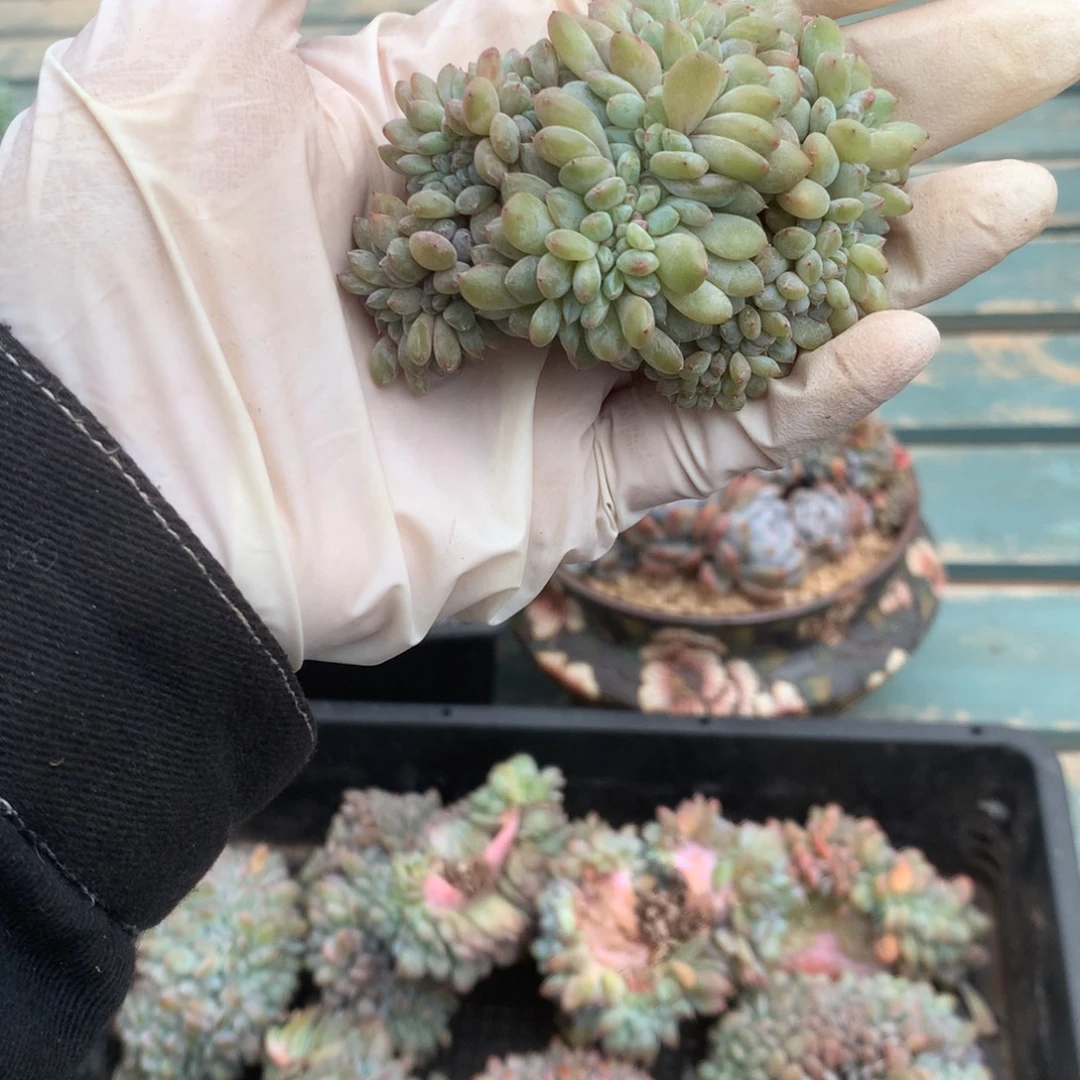 无花朵哈哈哈哈哈哈哈哈哈1