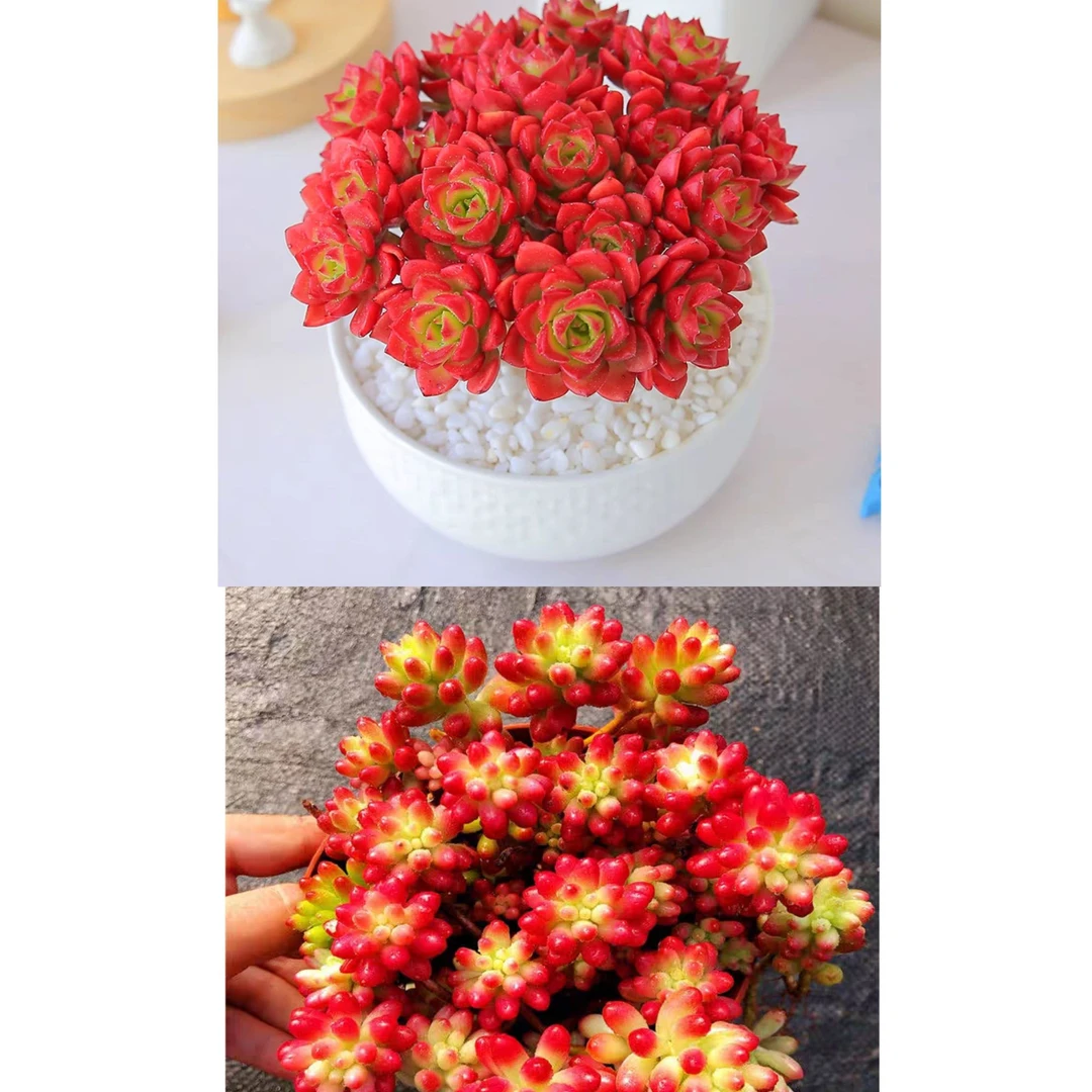 爱马仕玫瑰+转运珠组合多肉植物耐旱耐 阳台客厅庭院办公盆栽