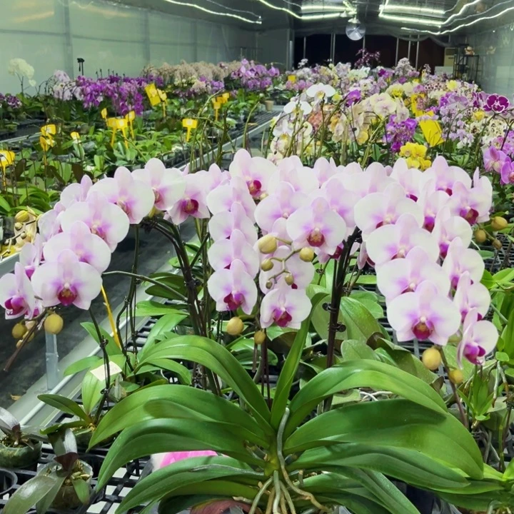 大量花朵（建议范围：8朵-15朵 或40%以上）