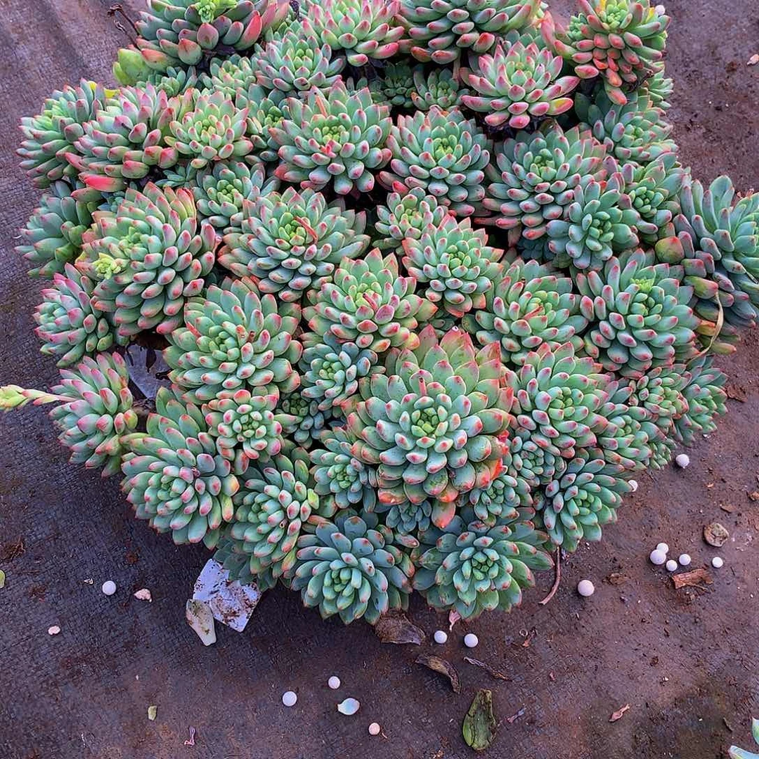 金***阳    蓝苹果多肉28087