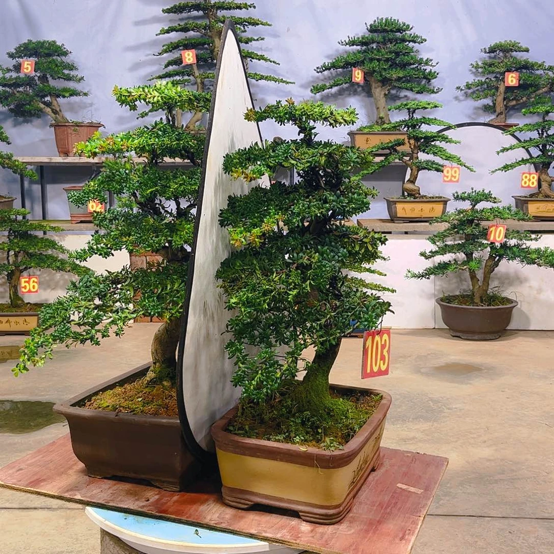 无花朵老桩老盆罗汉松