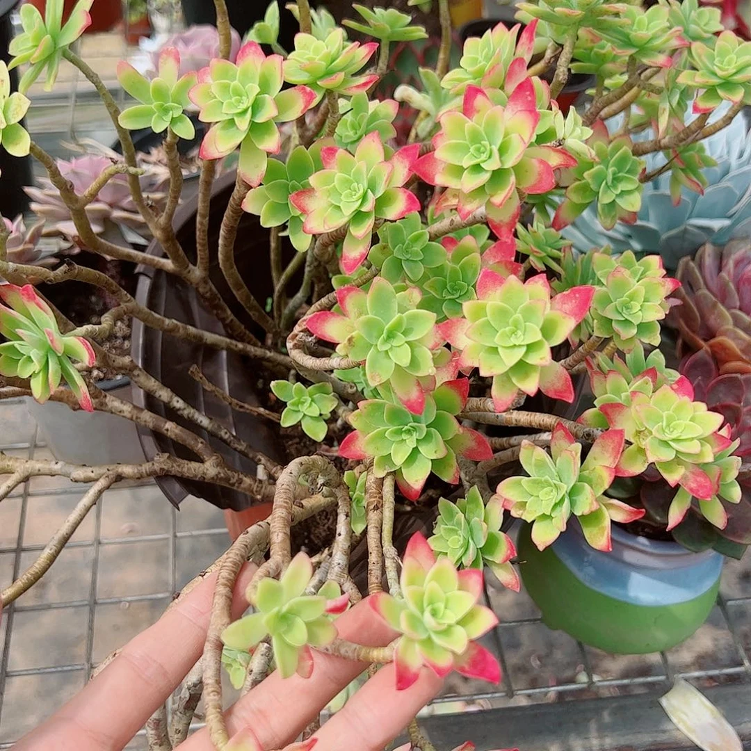 清扬多头群生老桩精品